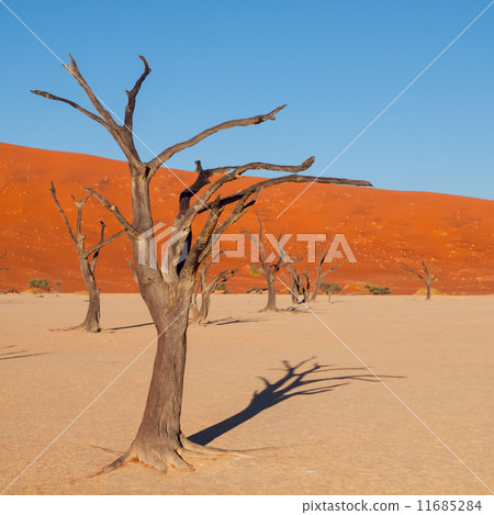 Dead acacia tree in Deadvlei 11685284