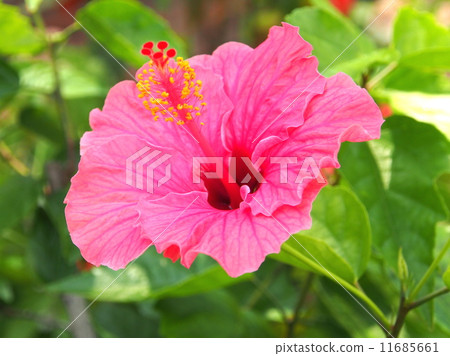 Hibiscus / Pink 11685661