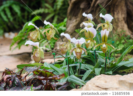 Lady slipper orchid. 11685936