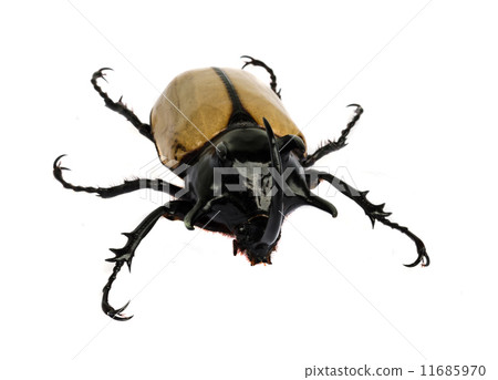 rhino beetle bug. 11685970