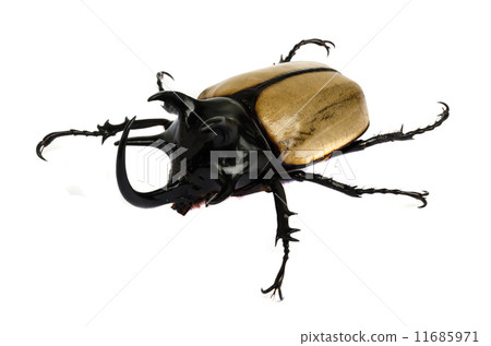 rhino beetle bug. rhino beetle bug. 11685971