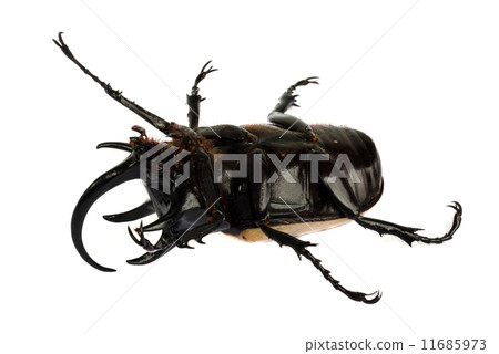 rhino beetle bug. 11685973
