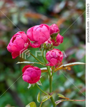 rose in garden. 11686423