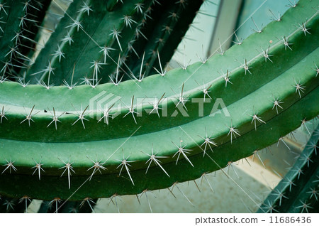 Close up of cactus. 11686436