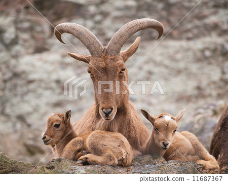 Barbary sheep mother with twin lambs 11687367