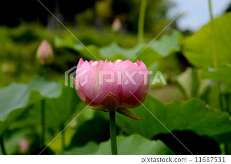Yae Lotus flower 11687531