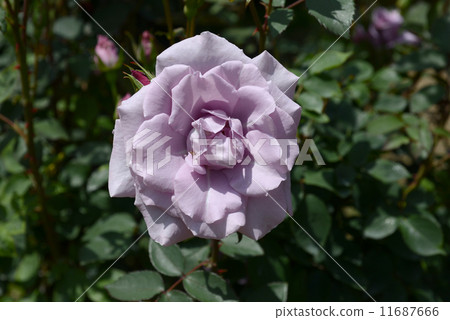 Roses of purple 11687666