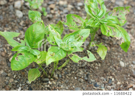 Worm eating basil Stock Photo 11688422 PIXTA