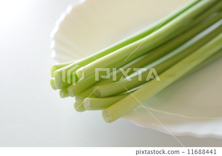 蒜芽 11688441