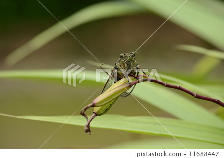 Min min cicada 11688447