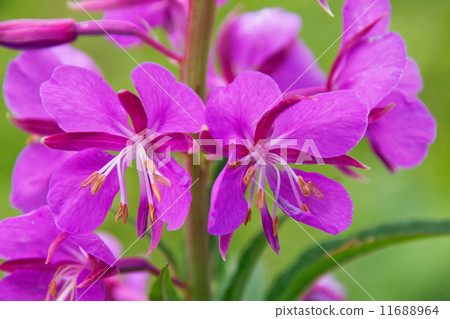 Yanagiran花 11688964