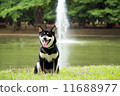 狗（4）在代代木公園休息 11688977