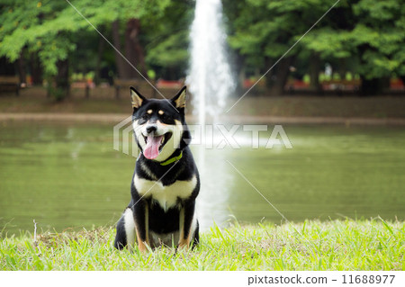 狗（4）在代代木公園休息 11688977