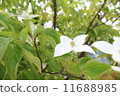 Pokeweed flower 11688985