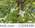 Pokeweed flower 11688986