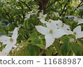 Pokeweed flower 11688987