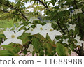 Pokeweed flower 11688988