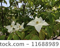 Pokeweed flower 11688989