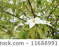 Pokeweed flower 11688991