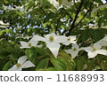 Pokeweed flower 11688993