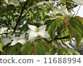 Pokeweed flower 11688994