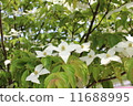 Pokeweed flower 11688995