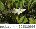 Pokeweed flower 11688996