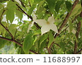 Pokeweed flower 11688997