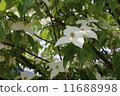 Pokeweed flower 11688998