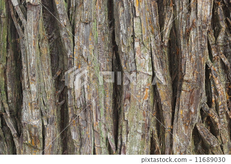 Cedar bark Cedar bark 11689030