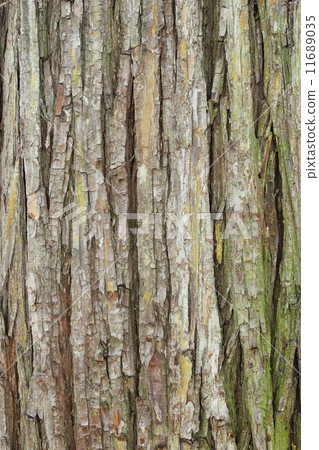 Cedar bark Cedar bark 11689035