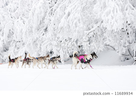 sledge dogging, Sedivacek''s long, Czech Republic 11689934