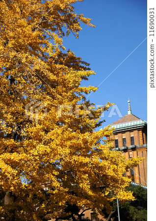 銀杏葉在日本大道（橫濱市）的秋葉 11690031