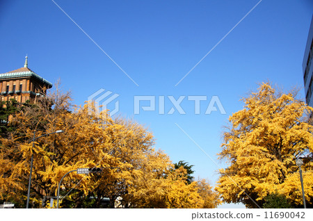 Autumn leaves of ginkgo biloba at Japan Boulevard (Yokohama City) 11690042