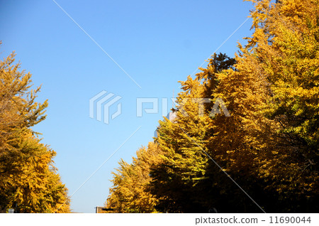 Autumn leaves of ginkgo biloba at Japan Boulevard (Yokohama City) 11690044