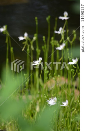 Green blurred and sesame raft Green blurred and sesame raft 11690157