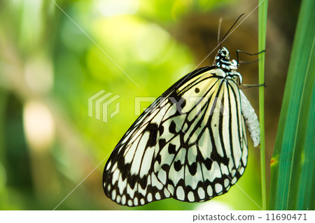 Ogomadara 11690471