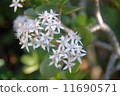 花在庭院裡開花在金黃樹 11690571