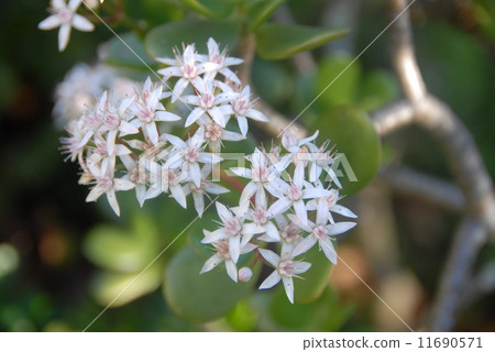 花在庭院裡開花在金黃樹 11690571