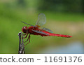 Red dragonfly 11691376