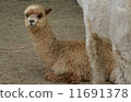 Yamakoshi's alpaca 11691378