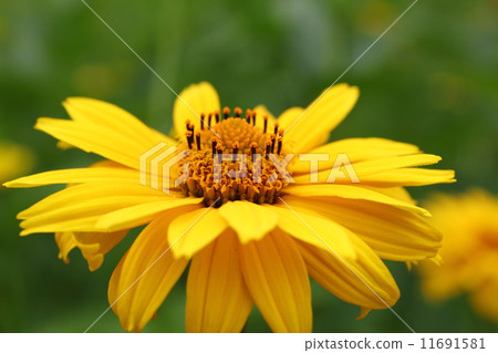 耶路撒冷朝鮮薊 11691581