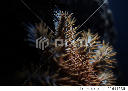 海星的觸感 11691586