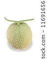 cantaloupe  11691656
