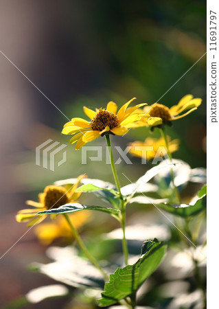 洋薑 黃花 起源於北美 11691797