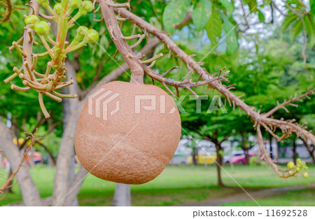 Salavan tree ball 11692528