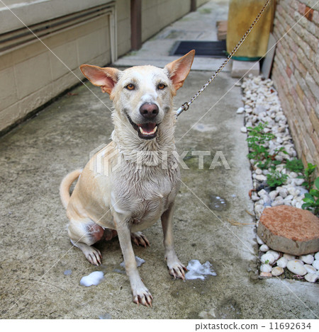 Bath time for happy Dog Bath time for happy Dog 11692634
