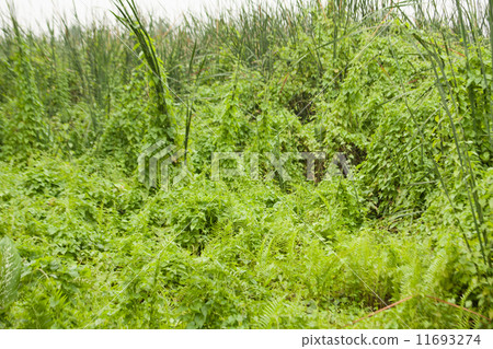 Overgrown trees. 11693274