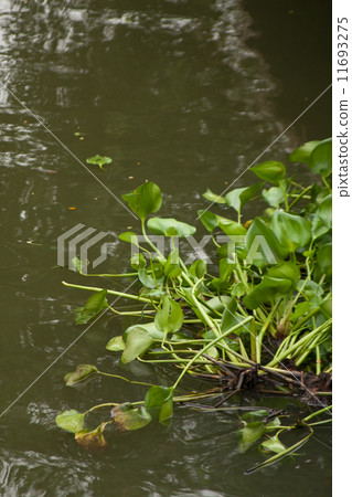Water hyacinth 11693275