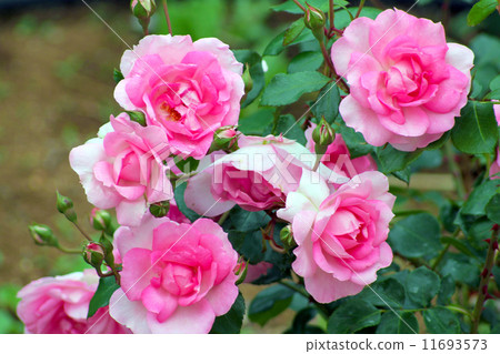 Rose of pink 11693573